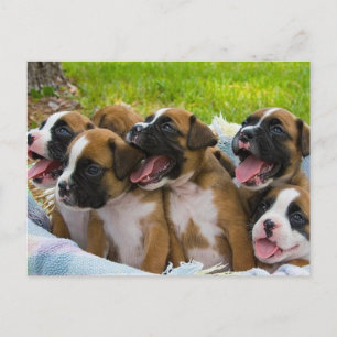 Best Friends Postcard