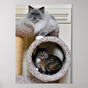 Best Friends,  Poster