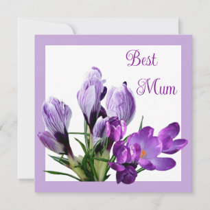 Best Mum pretty purple crocus colourful floral  Card