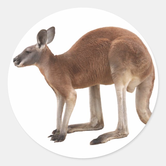 Best Products In Kangaroo Classic Round Sticker (Front)