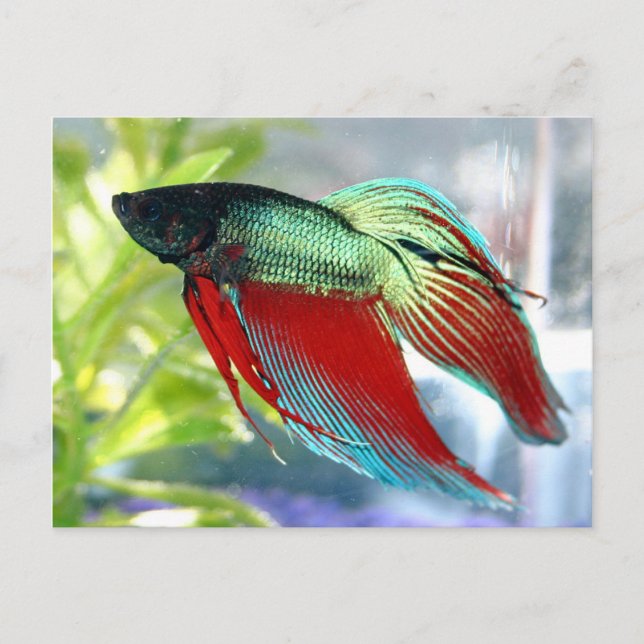 Beta Fish Postcard (Front)