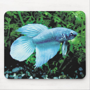 betta,cobalt blue mouse pad