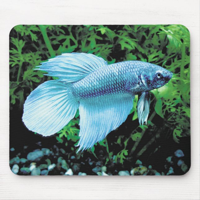 betta,cobalt blue mouse pad (Front)
