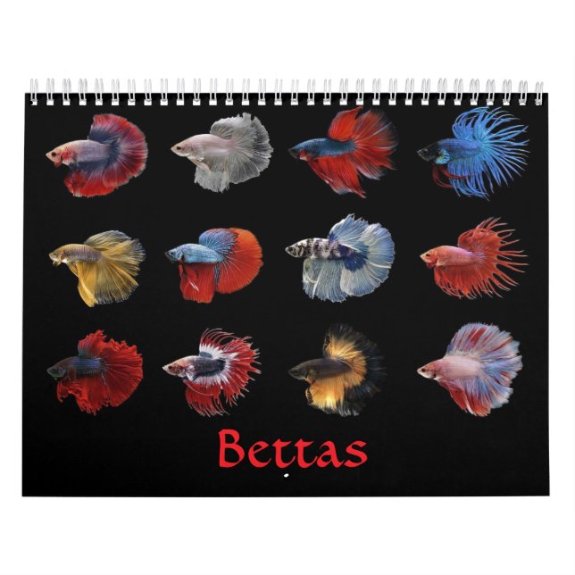Betta fish Calendar (Cover)