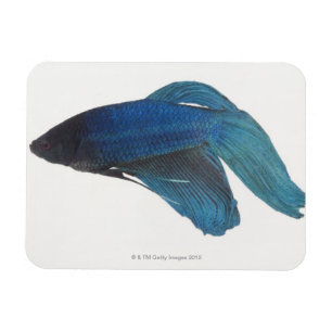 Betta Fish or Male Blue Siamese Fighting Fish Magnet