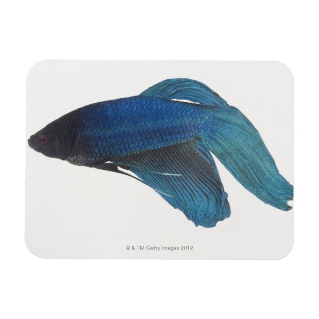 Betta Fish or Male Blue Siamese Fighting Fish Magnet (Horizontal)