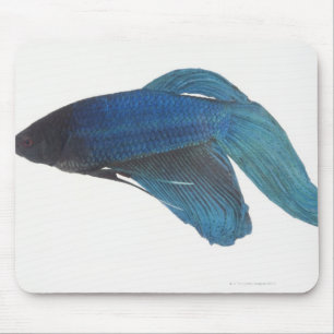 Betta Fish or Male Blue Siamese Fighting Fish Mouse Pad
