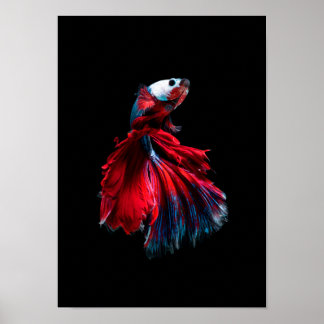 betta fish poster