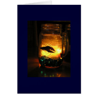 Betta in a Jar