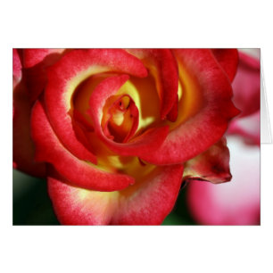 Betty Boop rose