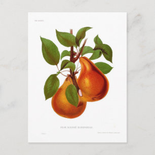 Beurre Durondeau Pear Postcard