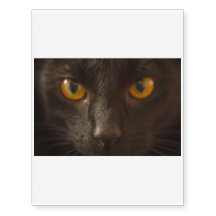 Beware! Here comes the Black Cat