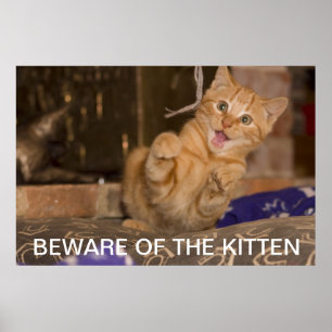 Beware of the Kitten Poster