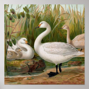 "Bewick Swan" Poster