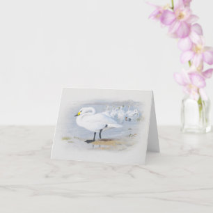  Bewick's swan, Birds illustration Card