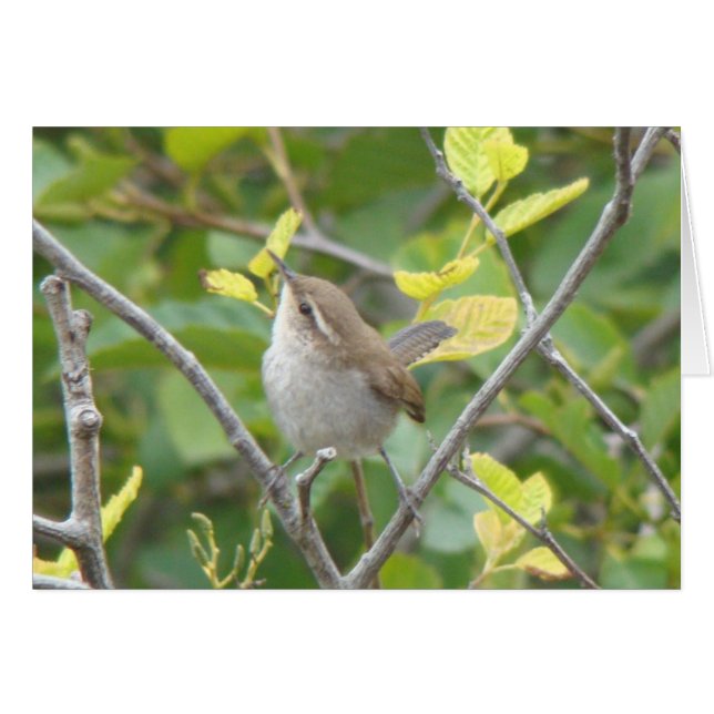 Bewick's Wren (Front Horizontal)
