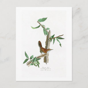 Bewick's Wren John James Audubon Birds of America Postcard