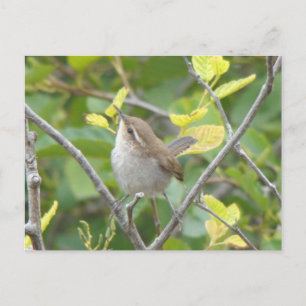 Bewick's Wren Postcard