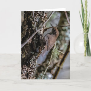 Bewicks Wren Thank You Card