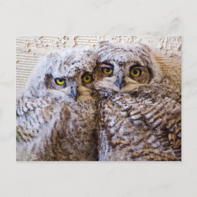 BFF - Best Friends Forever Postcard (Front)