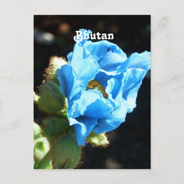 Bhutan Blue Poppy Postcard (Front)