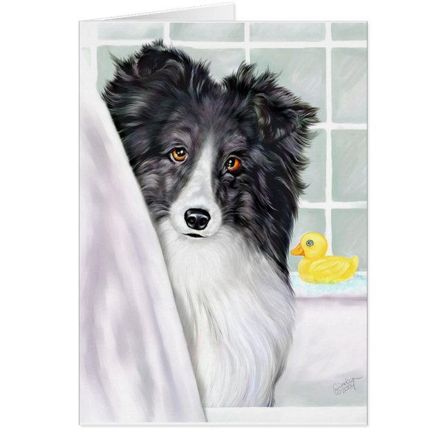 Bi Black Sheltie Bath (Front)