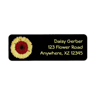Bi-Colour Gerber Daisy
