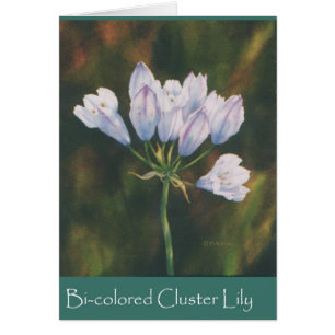 Bi-coloured Cluster Lily