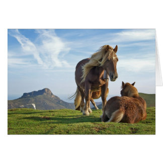 bianditz / Icelandic horses