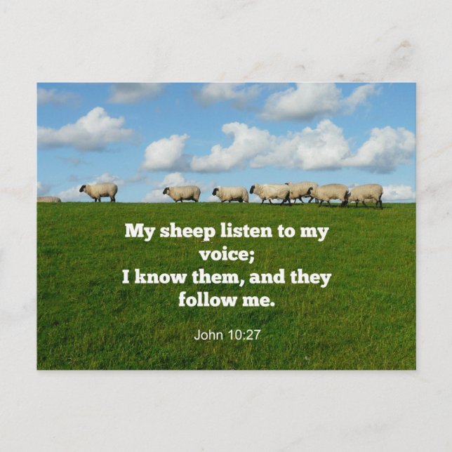 Bible verse, John 10:27, My sheep... Postcard (Front)