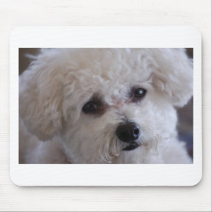 Bichon close up mouse pad