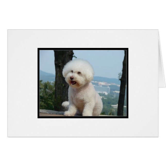 Bichon Frise (Front Horizontal)