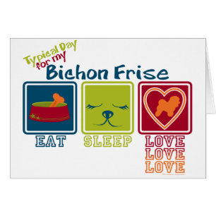 Bichon Frise