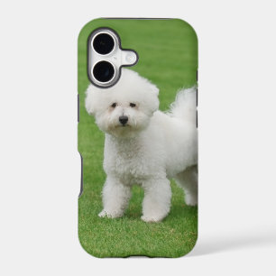 Bichon Frise