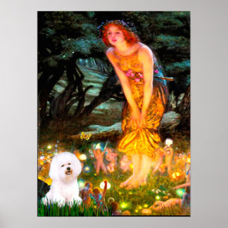Bichon Frise 1 - MidEve Poster