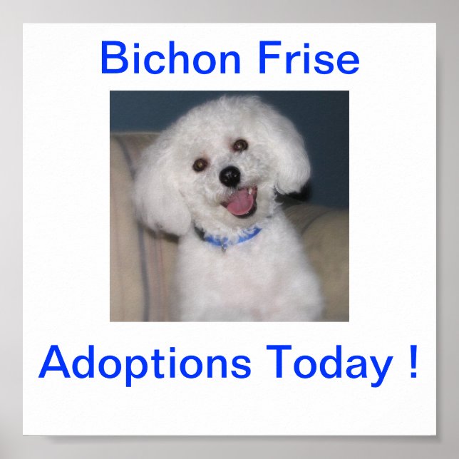 Bichon Frise Adoption Today Sign (Front)