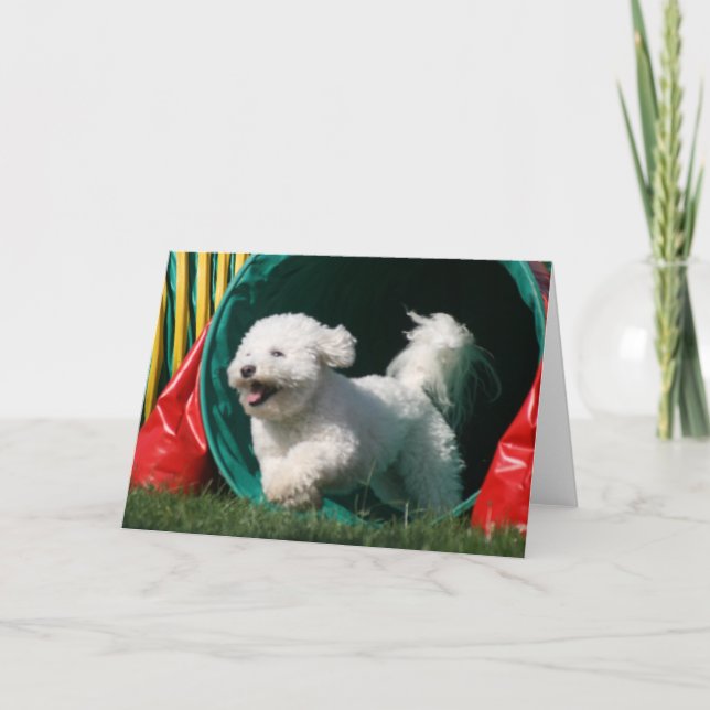 "Bichon Frise Agility" Photo Greeting Card (Front)