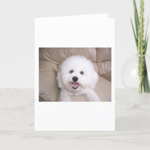 Bichon Frise Card