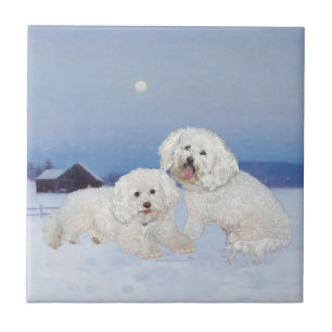 Bichon Frise December Evening Tile