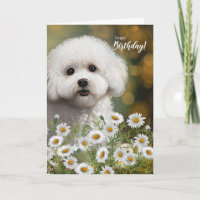 Bichon Frise Dog Birthday with Daisies