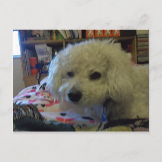 Bichon Frise dog Postcard
