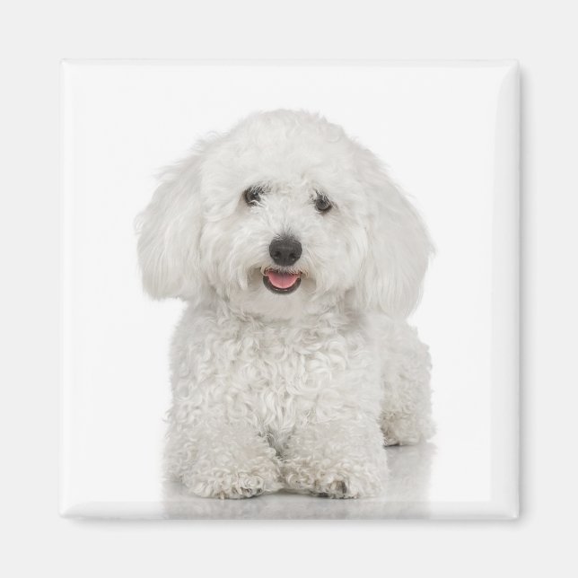 Bichon Frise Magnet (Front)