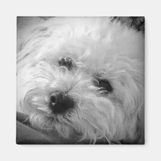 Bichon Frise Maltipoo Magnet