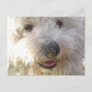 Bichon Frise Postcard