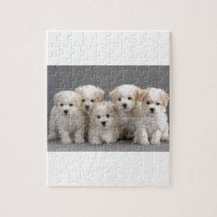 Bichon Frisé Puppies Jigsaw Puzzle