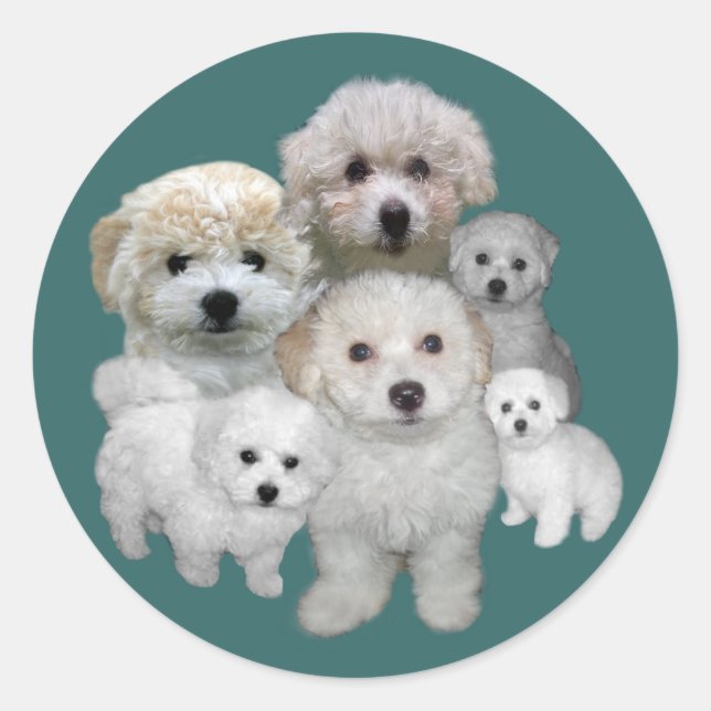 Bichon Frise Puppies Sticker (Front)