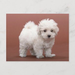Bichon Frise Puppy Cards, Postage, Gifts Postcard