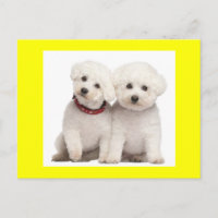 Bichon Frise Puppy Dog Blank Greeting Post Card