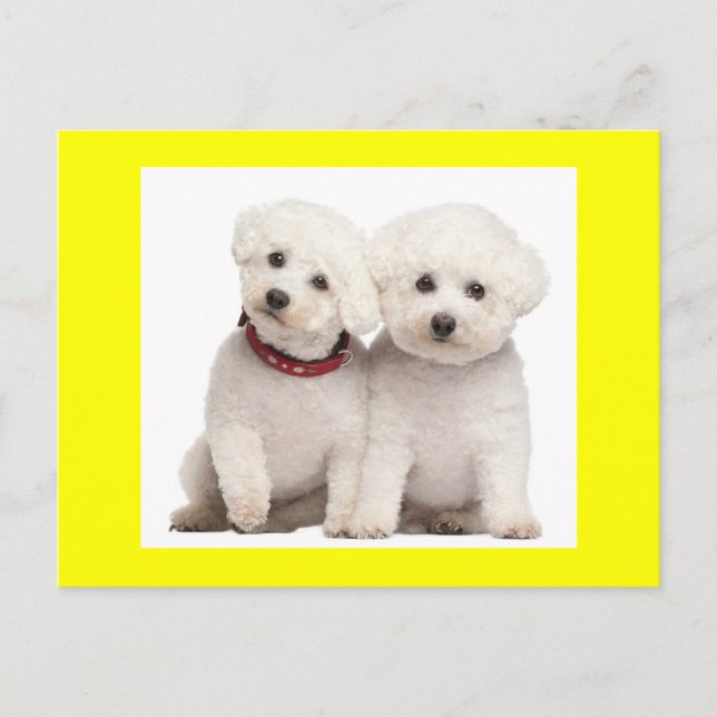 Bichon Frise Puppy Dog Blank Greeting Post Card (Front)