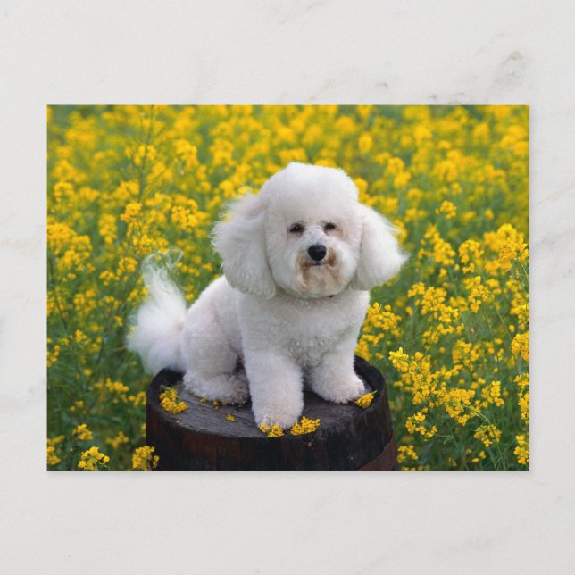 Bichon Frise Puppy Dog Blank Greeting Post Card (Front)